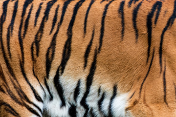 Fototapeta premium Tiger skin texture for background