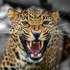 Close up leopard portrait - obrazy, fototapety, plakaty