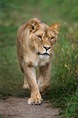 Obraz na płótnie Canvas Young lion in green grass