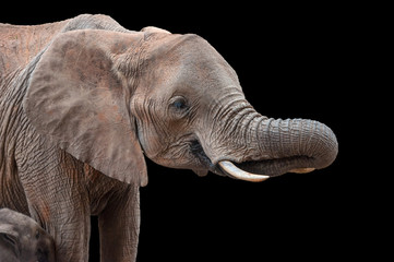 Elephant in National park of Kenya