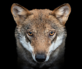 Naklejka premium Close up portrait of a grey wolf (Canis Lupus)