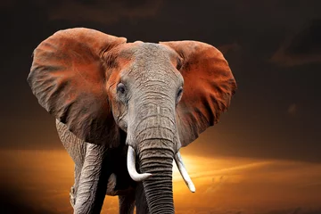 Abwaschbare Fototapete Elefant Elefant bei Sonnenuntergang