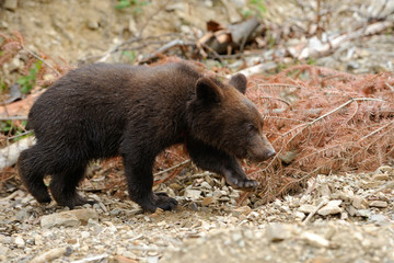 Obraz na płótnie Canvas Brown bear cub