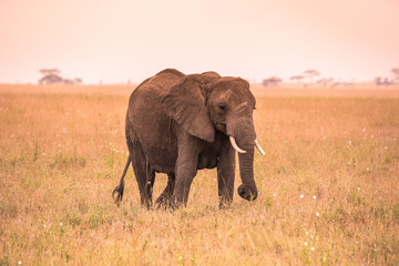 Lonely African Elephant in the savannah of Serengeti at sunset. Acacia trees on the plains in Serengeti National Park, Tanzania.  Wildlife Safari trip in  Africa.