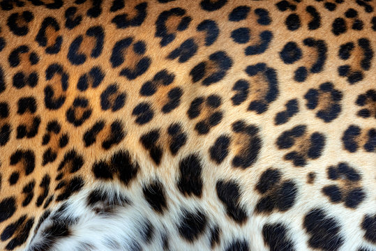 Leopard skin texture for background