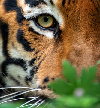Bengal tiger eye looking