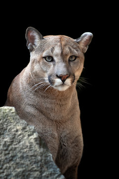 Portrait of a cougar, mountain lion, puma