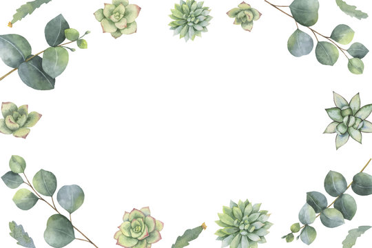 Watercolor vector banner with eucalyptus leaves and succulents.