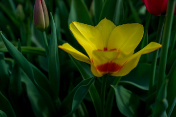 Netherlands,Lisse, a vase of flowers sitting on top of a green plant