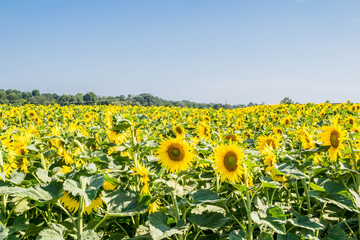 Fototapeta premium Tournesols.
