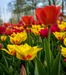Obraz premium Netherlands,Lisse, a close up of a flower