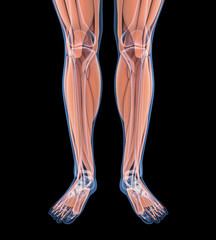Human Leg Muscles Anatomy