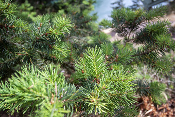 Douglas Fir Branch on Hill Macro