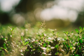 Morning light