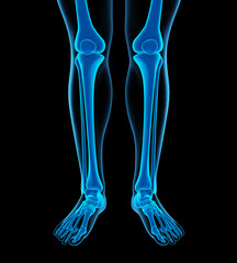 Human Leg Bones Anatomy