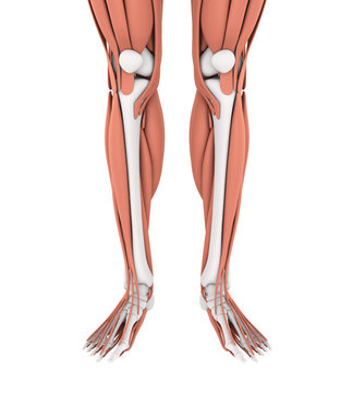 Human Leg Muscles Anatomy