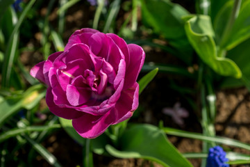 Netherlands,Lisse, a pink flower on a plant