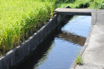 水路（田んぼ）