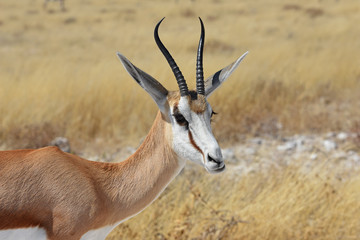 Springbock (antidorcas marsupialis) im Etosha Nationalpark (Namibia)