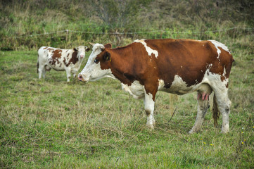 Krowy na pastwisku