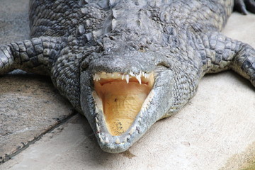 alligator
