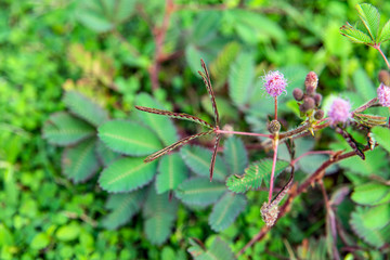 Wonderful and interesting mimosa