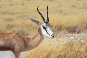 Springbock (antidorcas marsupialis) im Etosha Nationalpark (Namibia)