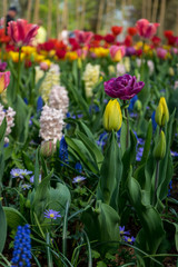 Netherlands,Lisse, a close up of a flower