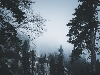 Mystical forest in fog