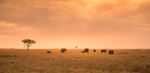 Obraz na płótnie Canvas African Elephant Herd in the savannah of Serengeti at sunset. Acacia trees on the plains in Serengeti National Park, Tanzania. Wildlife Safari trip in Africa.