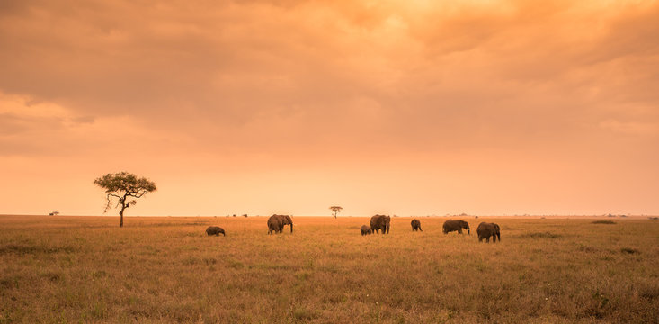 Fototapeta African Elephant Herd in the savannah of Serengeti at sunset. Acacia trees on the plains in Serengeti National Park, Tanzania.  Wildlife Safari trip in  Africa.