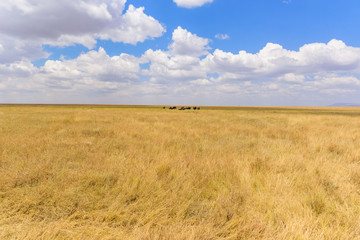 Obraz premium African Elephant Herd in the savannah of Serengeti at sunset. Acacia trees on the plains in Serengeti National Park, Tanzania. Wildlife Safari trip in Africa.
