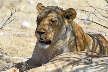 Löwenweibchen (panthera leo) im Etosha Nationalpark in Namibia