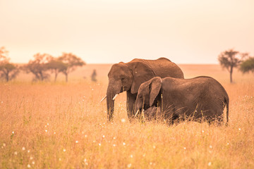 African Elephant Couple in the savannah of Serengeti at sunset. Acacia trees on the plains in Serengeti National Park, Tanzania.  Wildlife Safari trip in  Africa.