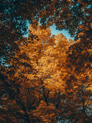 Beautifule Autumn trees