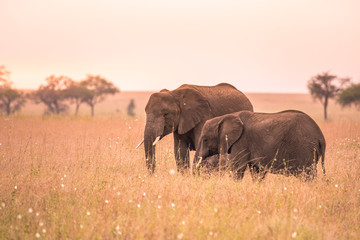 Plakat African Elephant Family with young baby Elephant in the savannah of Serengeti at sunset. Acacia trees on the plains in Serengeti National Park, Tanzania. Wildlife Safari trip in Africa.