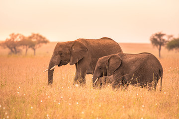 Fototapeta na wymiar African Elephant Couple in the savannah of Serengeti at sunset. Acacia trees on the plains in Serengeti National Park, Tanzania. Wildlife Safari trip in Africa.