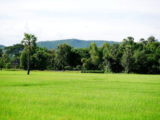 green rice field with trees and palm tree