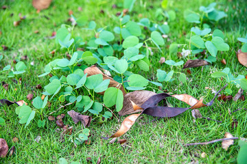 Bauhinia saplings on the grass