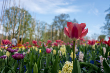 Obraz premium Netherlands,Lisse, a close up of a flower