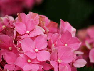 Pink hydrangea or hortensia, close up