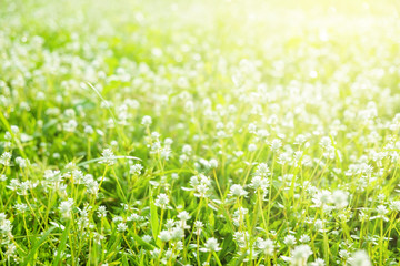 Grass and Maedow in the Garden Morning. Beautiful Nature Background