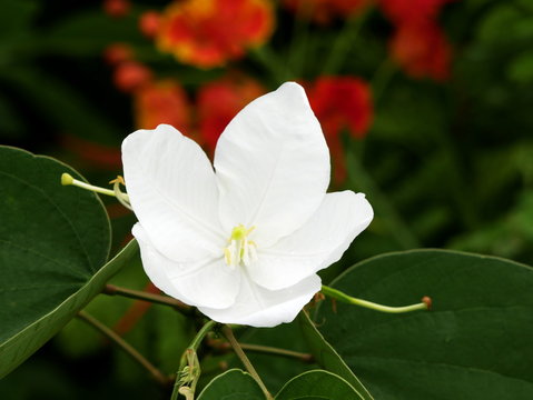 Bauhinia acuminata, dwarf white bauhinia, white orchid-tree, snowy orchid