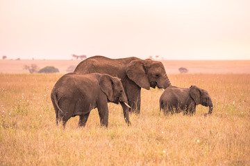 African Elephant Family with young baby Elephant in the savannah of Serengeti at sunset. Acacia trees on the plains in Serengeti National Park, Tanzania.   Wildlife Safari trip in  Africa.