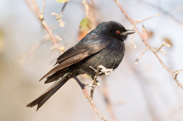 Drongo in a tree