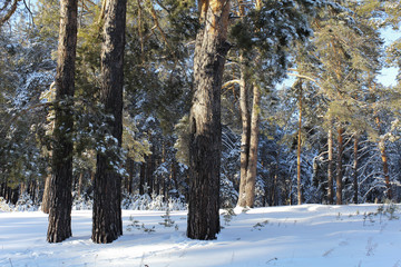 Fototapeta premium Three pines in the forest
