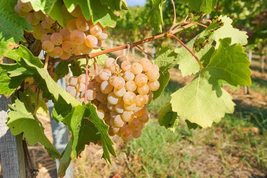 Weintrauben am Rebstock im Herbst