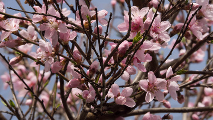 Peach blossom tree