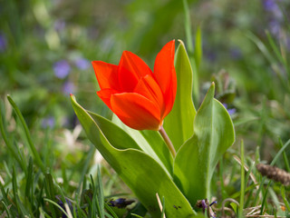 Tulip red