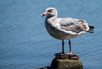 Seagull